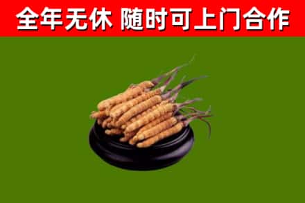 华州回收散虫草